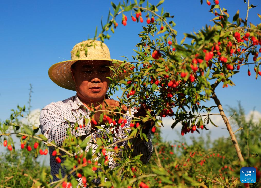 Farmers busy with harvesting across country on first day of autumn