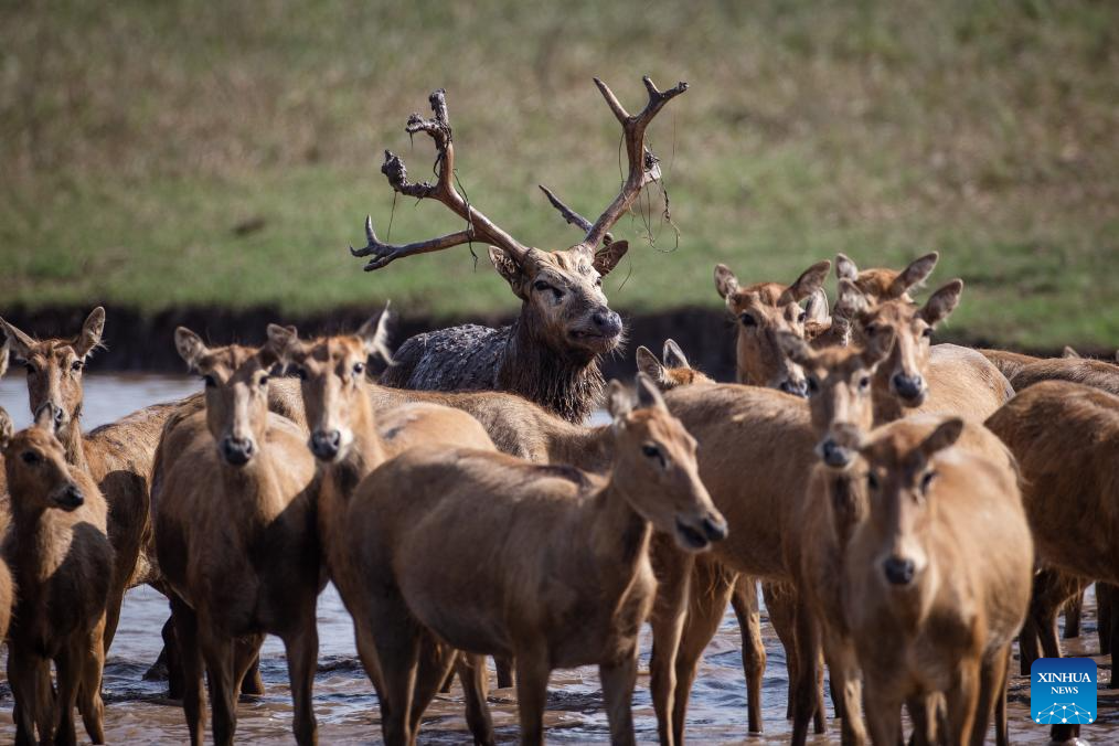 Population of milu deer increases due to conservation efforts in central China