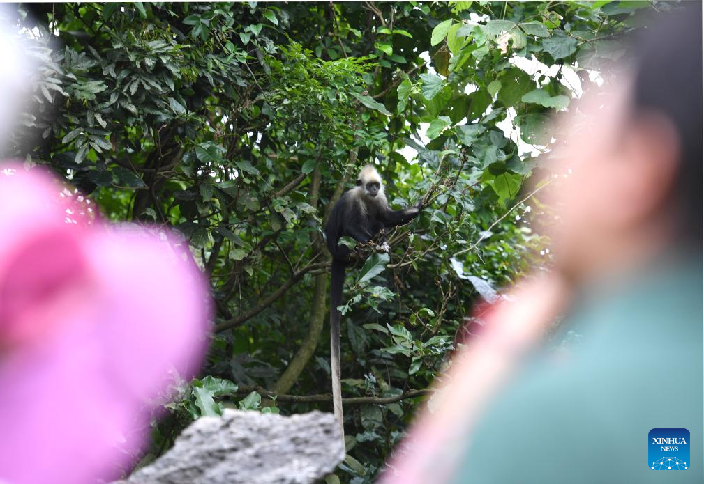 Patrolling, technological measures applied to better protect white-headed langurs in Guangxi