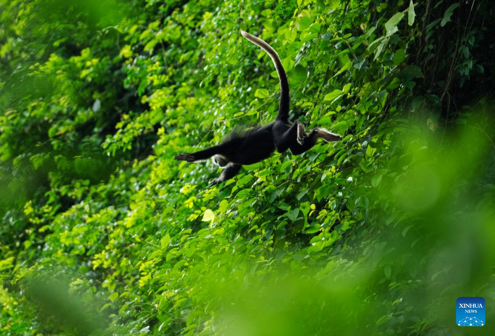 Patrolling, technological measures applied to better protect white-headed langurs in Guangxi