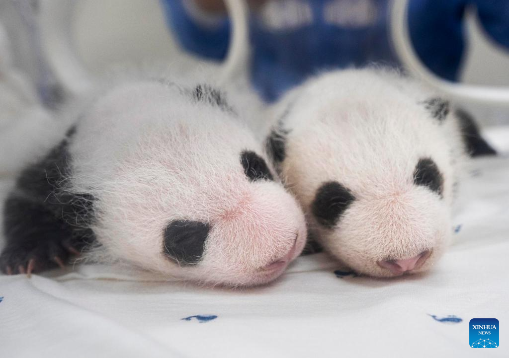 Female panda twin cubs in South Korea turn one month old