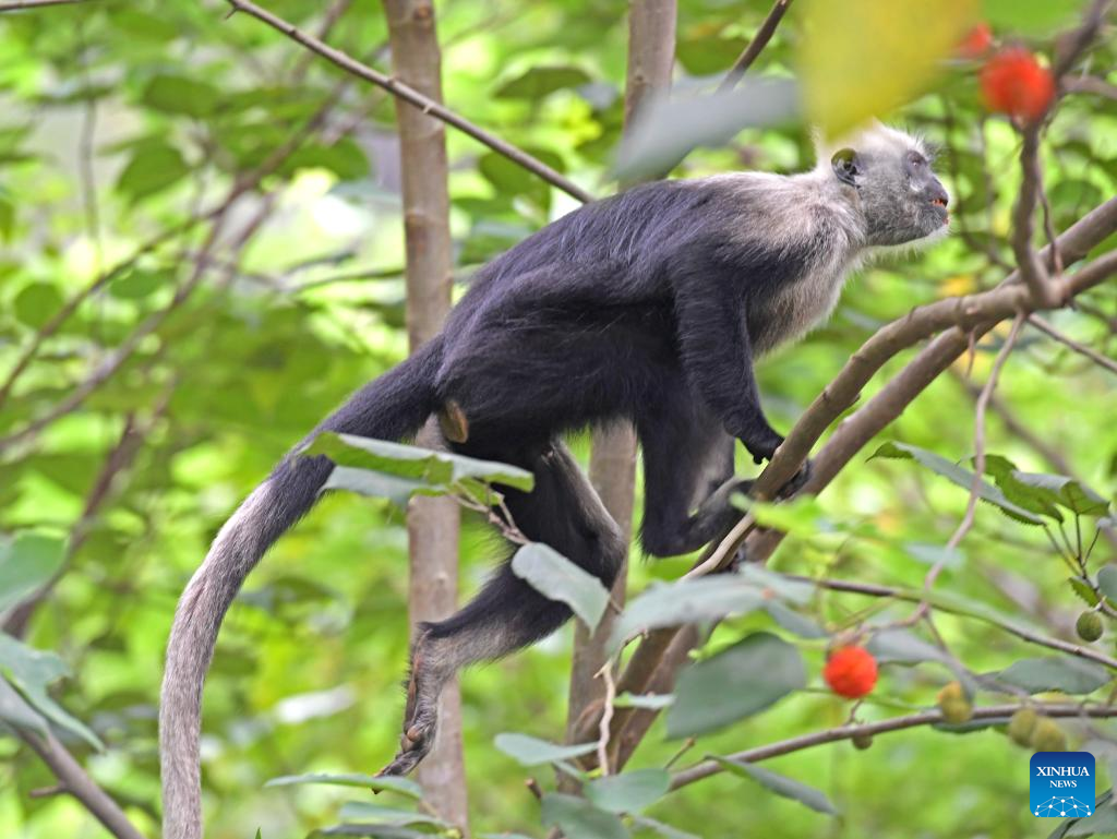 Population of white-headed langur increases in S China
