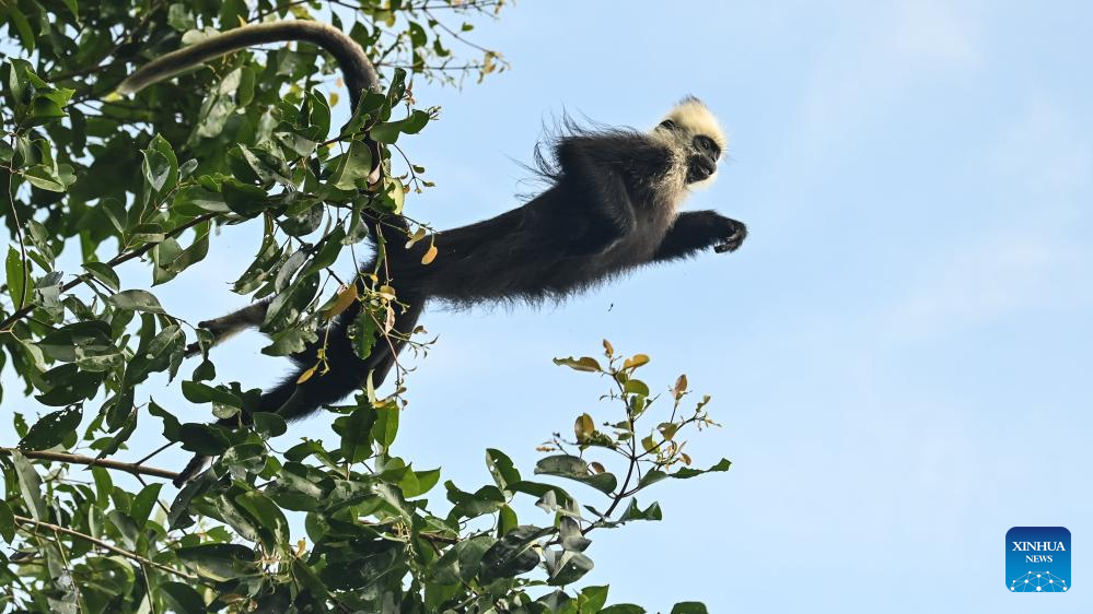 Population of white-headed langur increases in S China