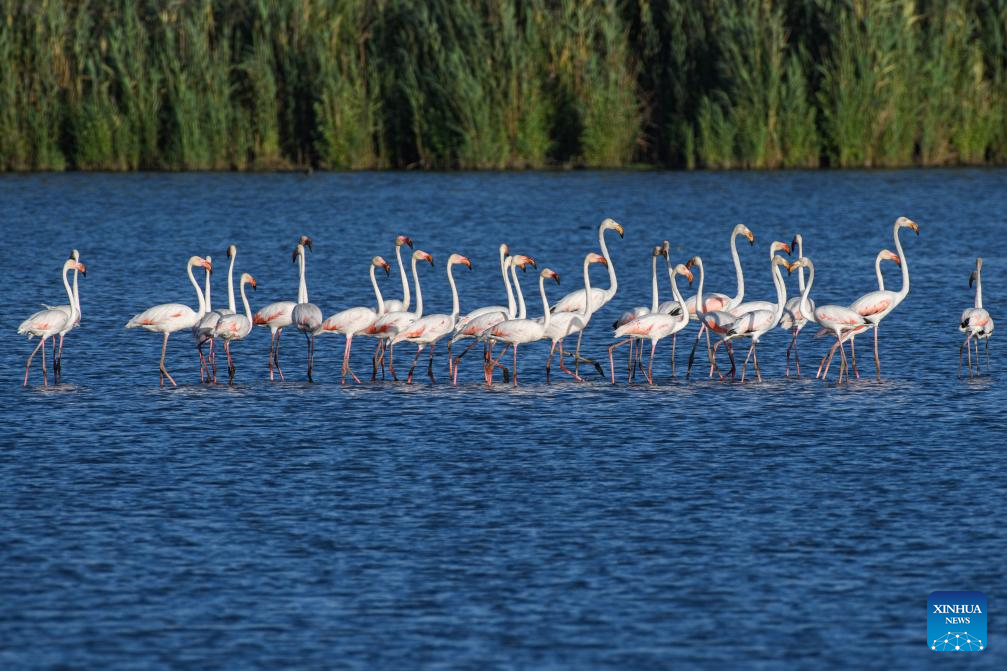 Flamingos seen in Agamon Hula Lake area in Israel