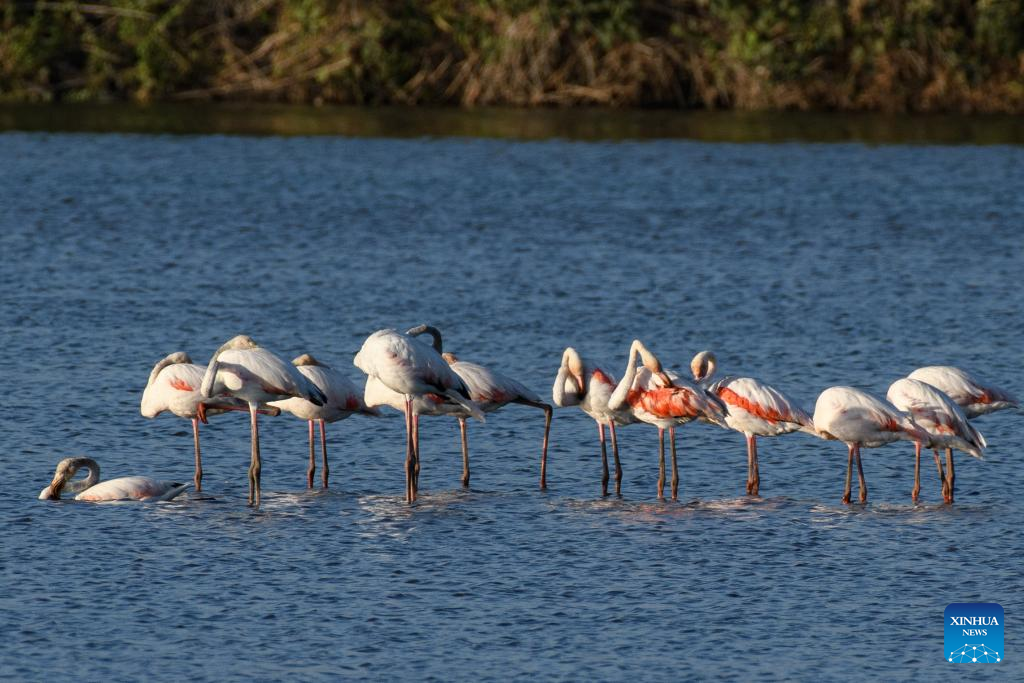 Flamingos seen in Agamon Hula Lake area in Israel