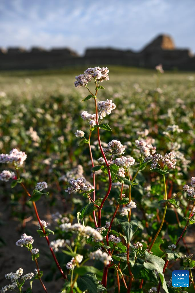 In pics: blooming buckwheat flowers in Yanchi County, NW China's Ningxia