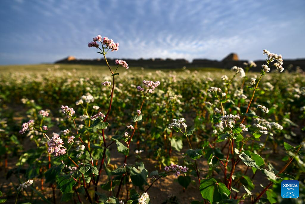 In pics: blooming buckwheat flowers in Yanchi County, NW China's Ningxia