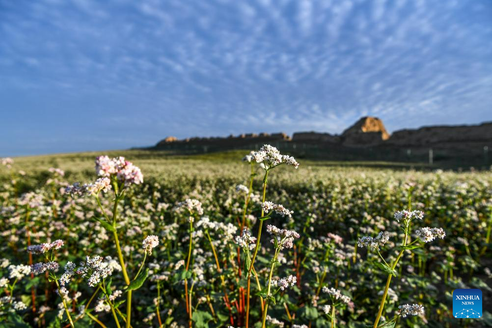 In pics: blooming buckwheat flowers in Yanchi County, NW China‘s Ningxia