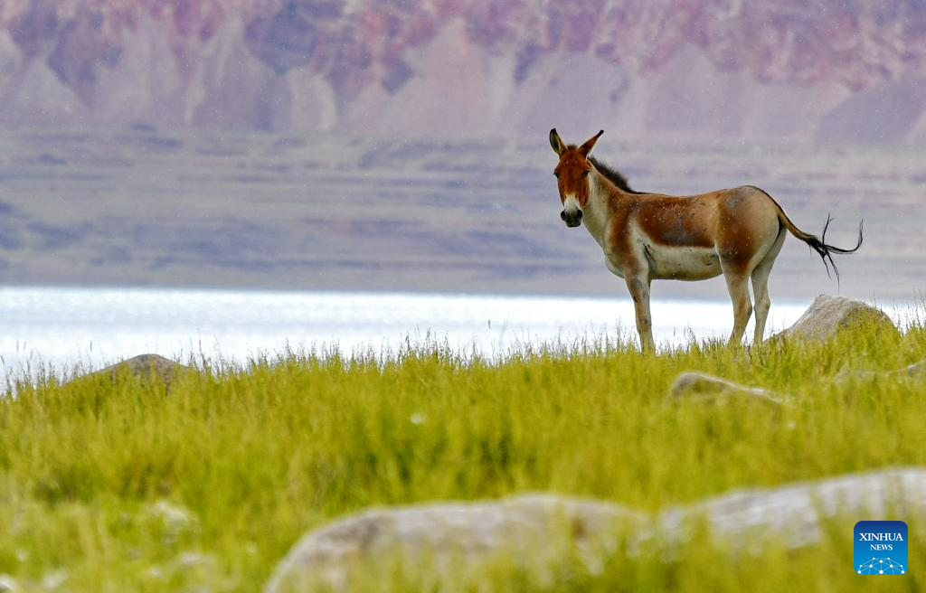 Scenery of Zhari Namco Lake in Ali, Tibet