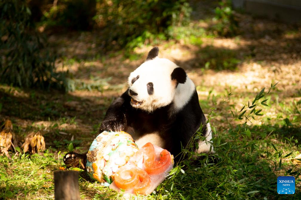 Giant panda Tian Tian celebrates 26th birthday at U.S. zoo