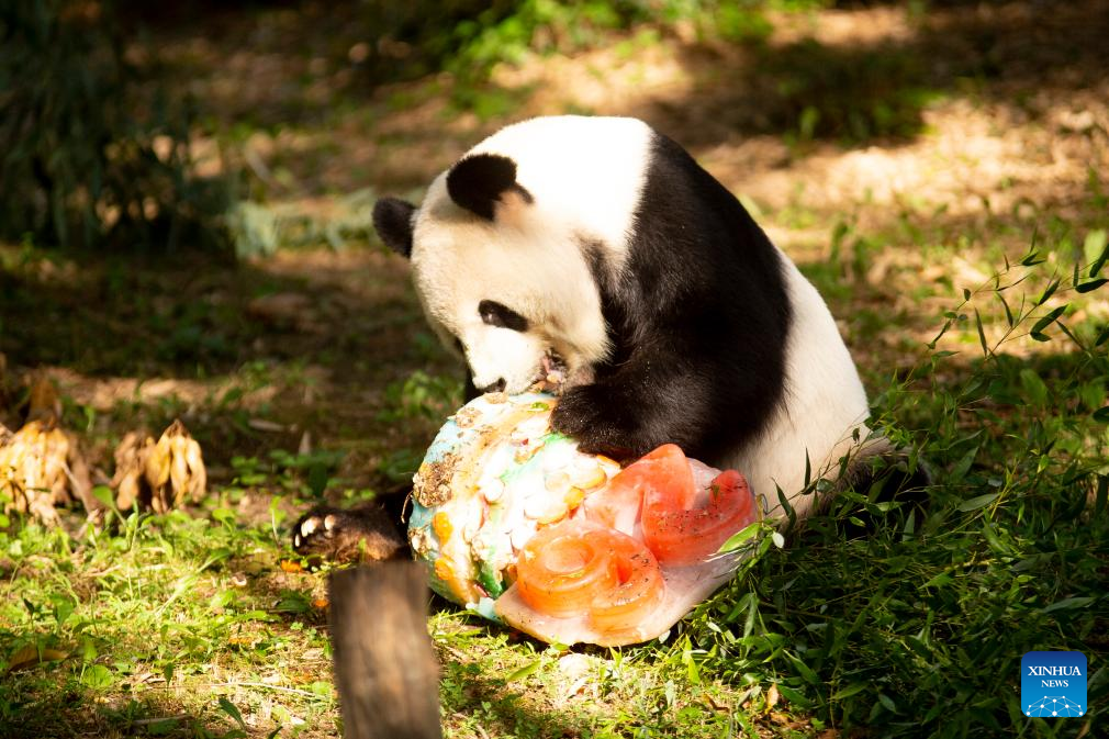 Giant panda Tian Tian celebrates 26th birthday at U.S. zoo