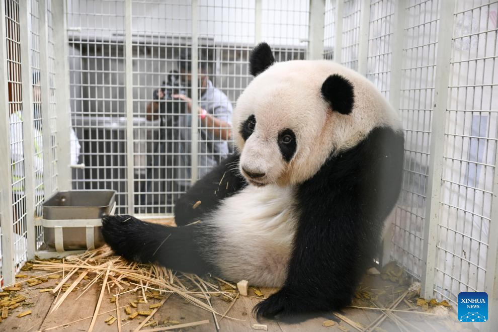 2 giant panda cubs born in Malaysia return to China