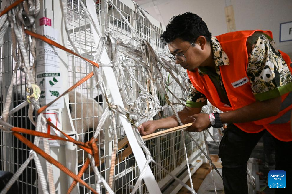 2 giant panda cubs born in Malaysia return to China