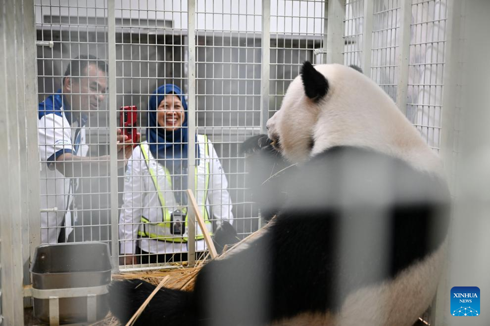 2 giant panda cubs born in Malaysia return to China