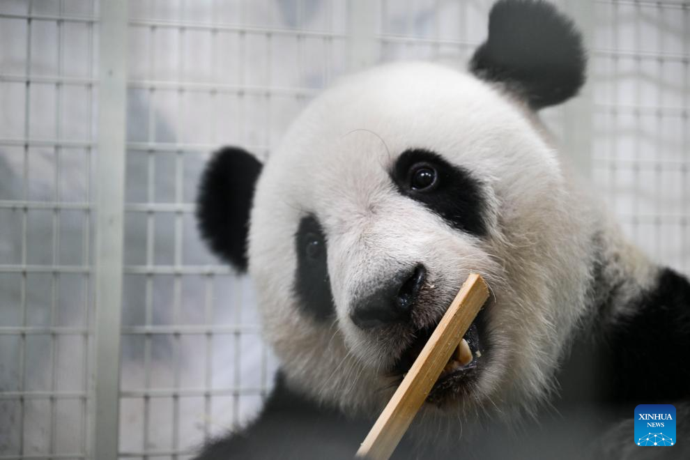 2 giant panda cubs born in Malaysia return to China