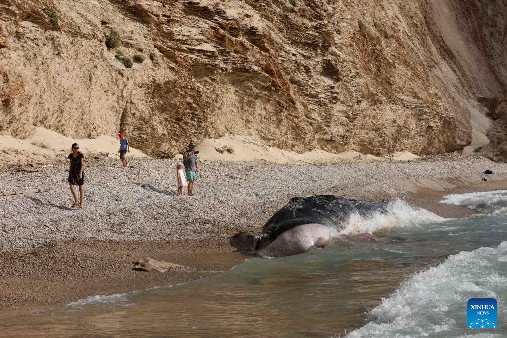 Carcass of 10-meter-long sperm whale seen on Ga'ash Beach