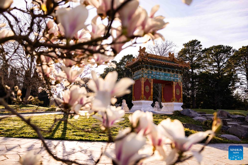 In pics: magnolia flowers at Beijing Garden in Canberra