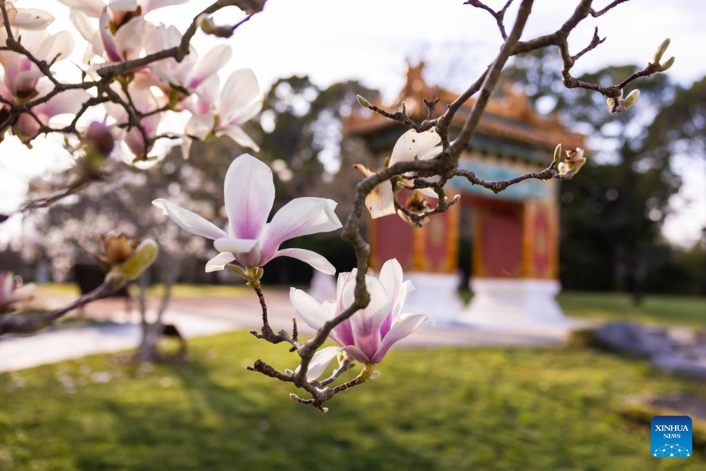In pics: magnolia flowers at Beijing Garden in Canberra