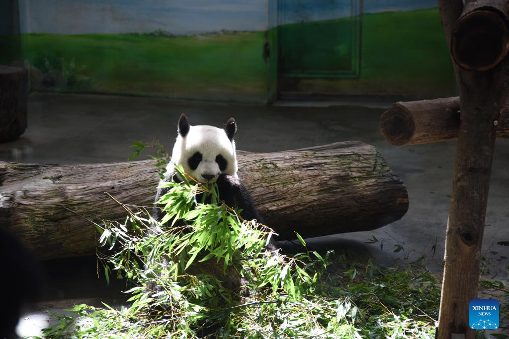 Taipei Zoo celebrates 19th birthday of giant panda from mainland
