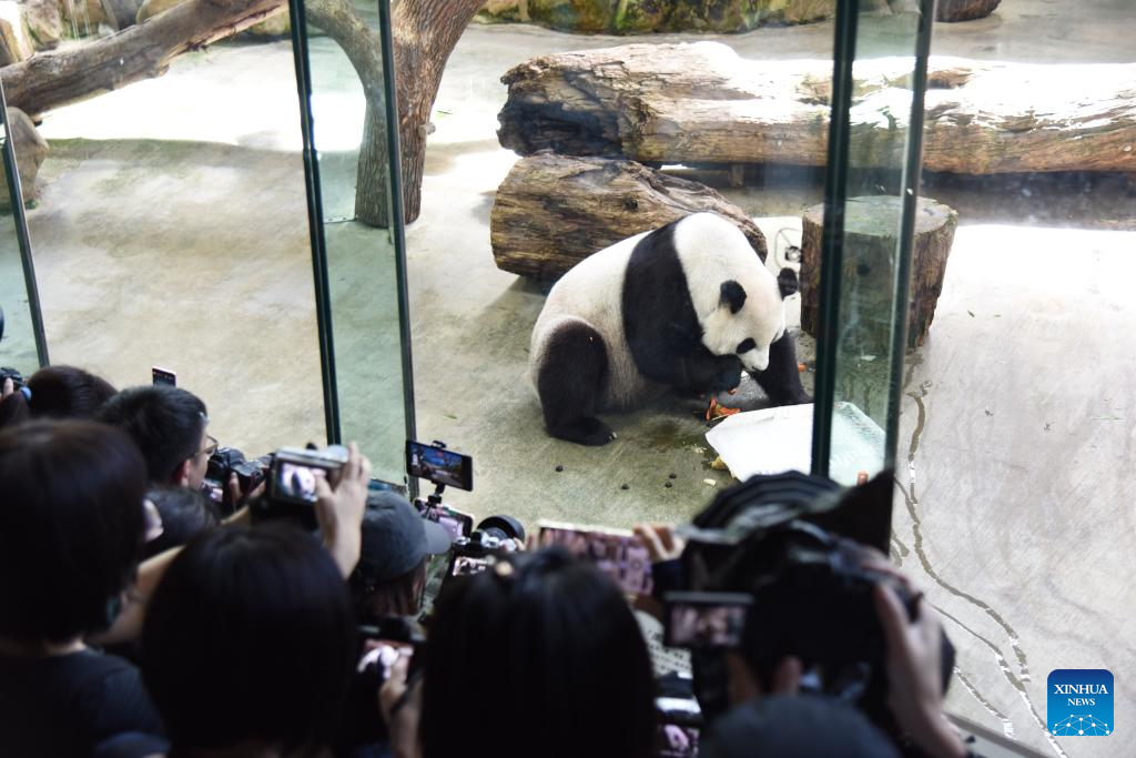Taipei Zoo celebrates 19th birthday of giant panda from mainland