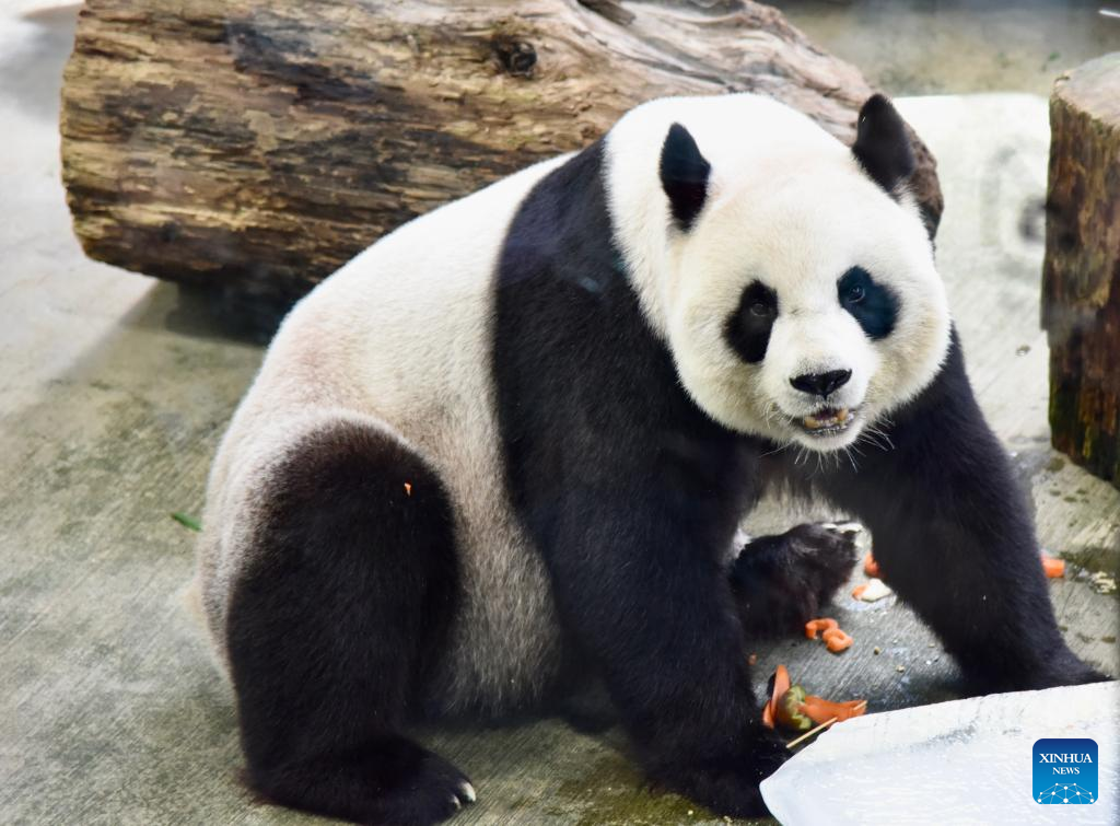 Taipei Zoo celebrates 19th birthday of giant panda from mainland