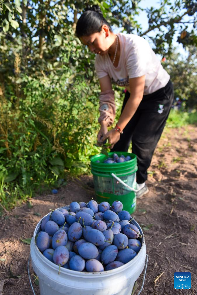 Plum cultivation industry drives economy in Payzawat County, Xinjiang