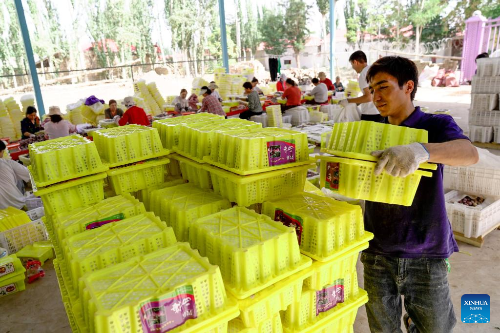 Plum cultivation industry drives economy in Payzawat County, Xinjiang