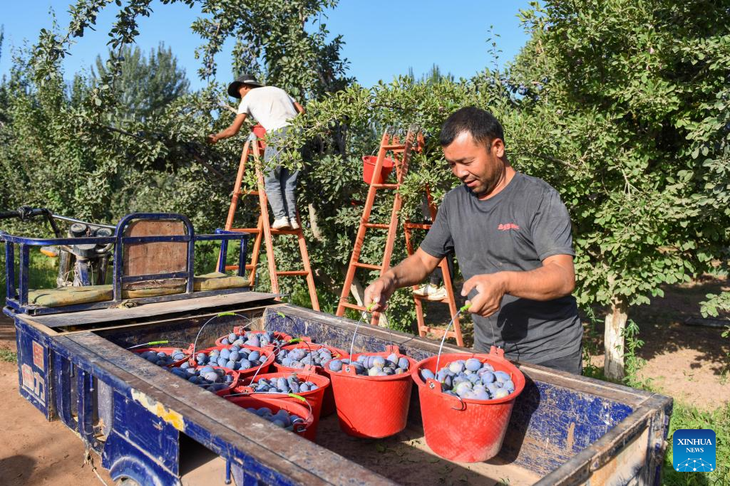 Plum cultivation industry drives economy in Payzawat County, Xinjiang