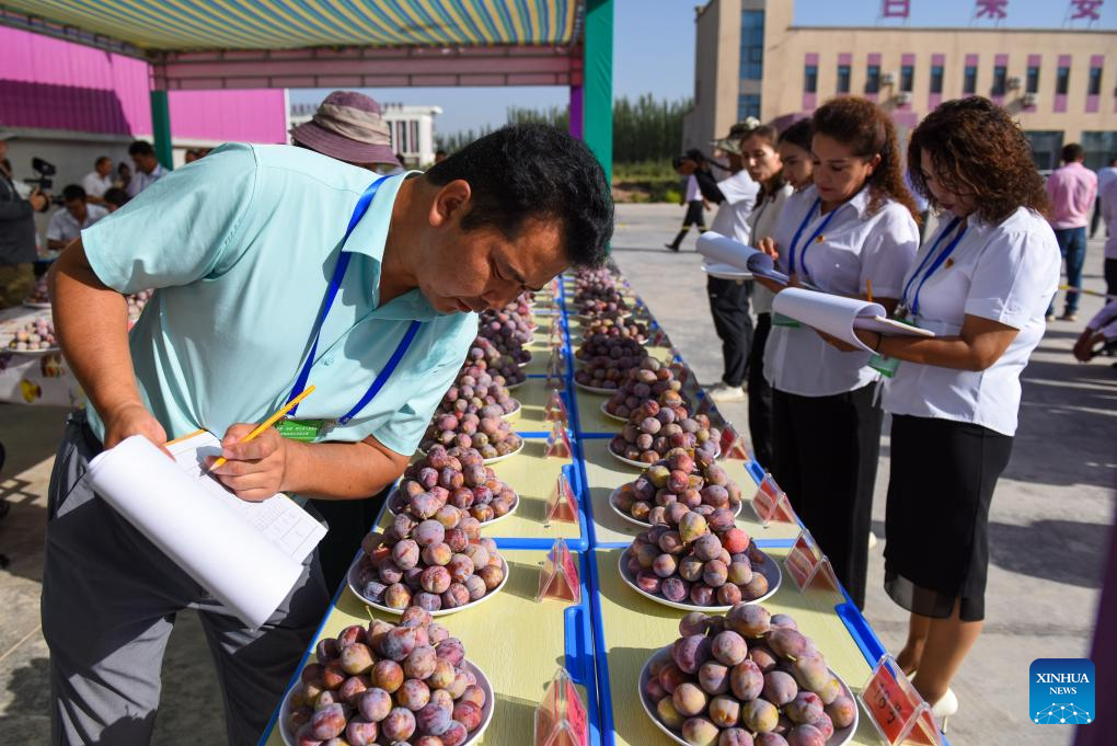 Plum cultivation industry drives economy in Payzawat County, Xinjiang