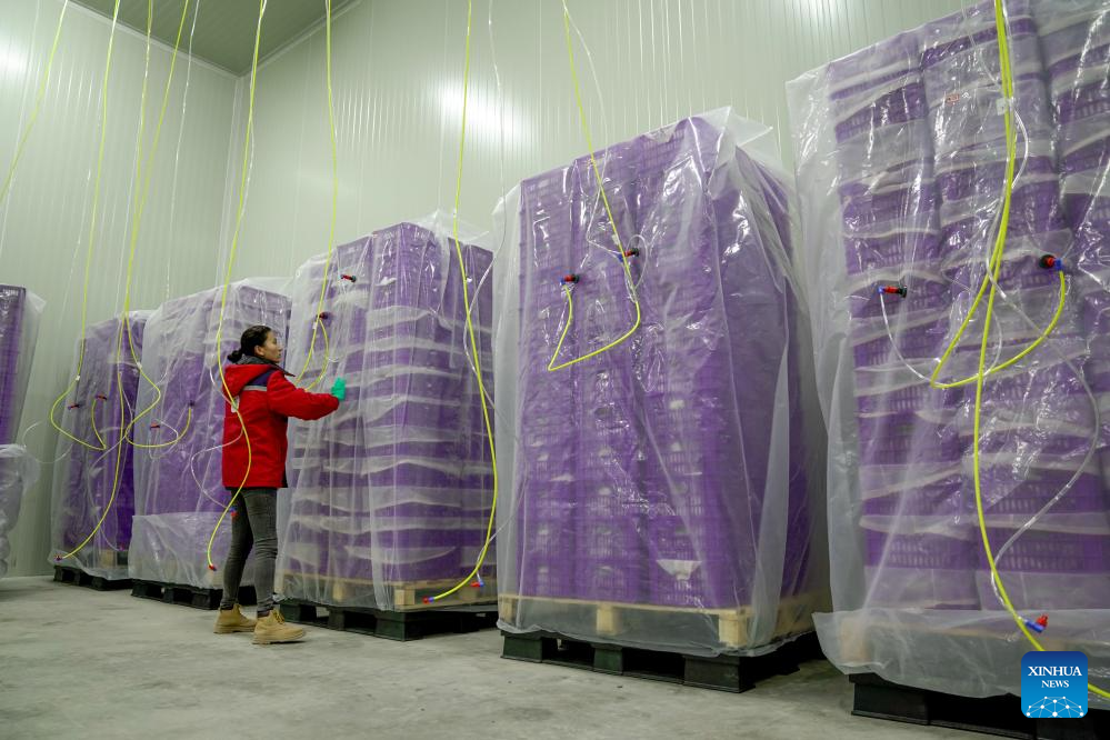 Plum cultivation industry drives economy in Payzawat County, Xinjiang