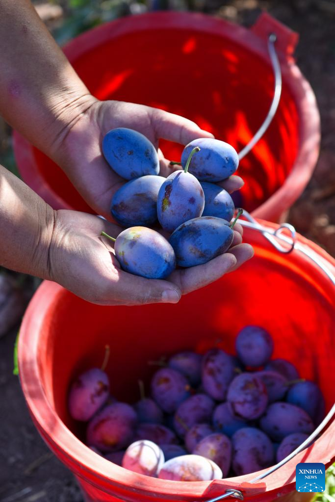 Plum cultivation industry drives economy in Payzawat County, Xinjiang
