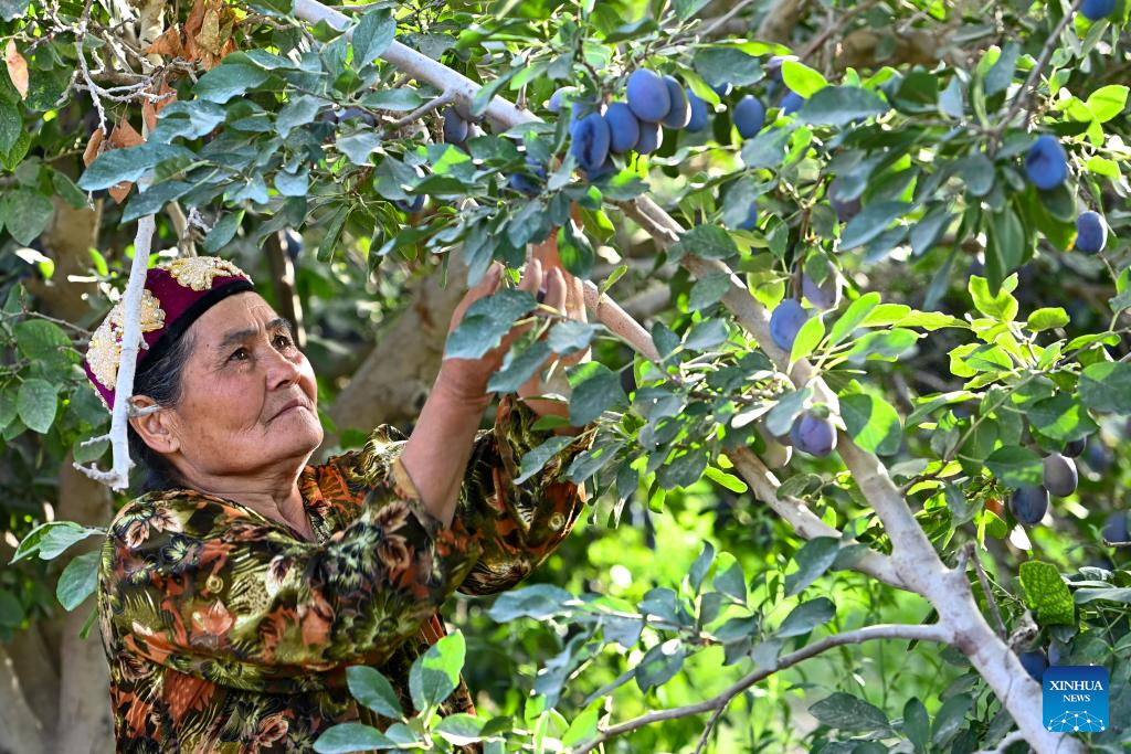 Plum cultivation industry drives economy in Payzawat County, Xinjiang