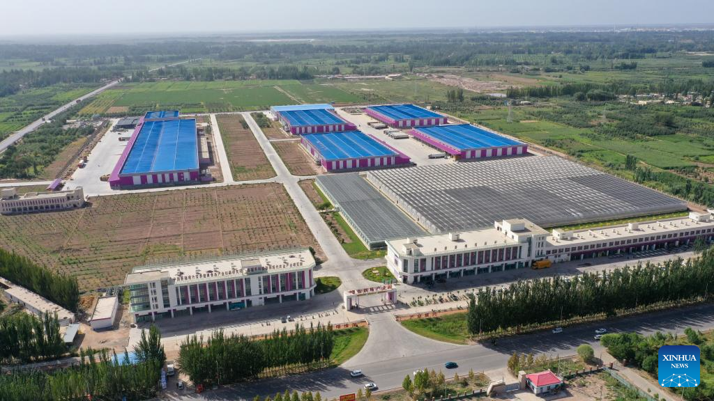 Plum cultivation industry drives economy in Payzawat County, Xinjiang