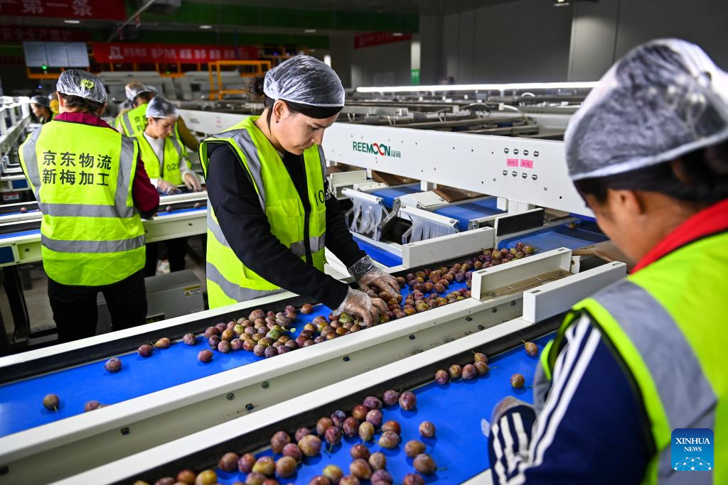 Plum cultivation industry drives economy in Payzawat County, Xinjiang