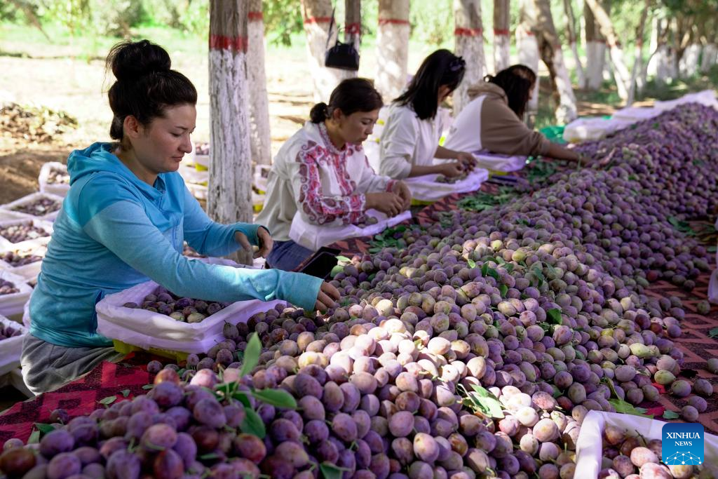 Plum cultivation industry drives economy in Payzawat County, Xinjiang