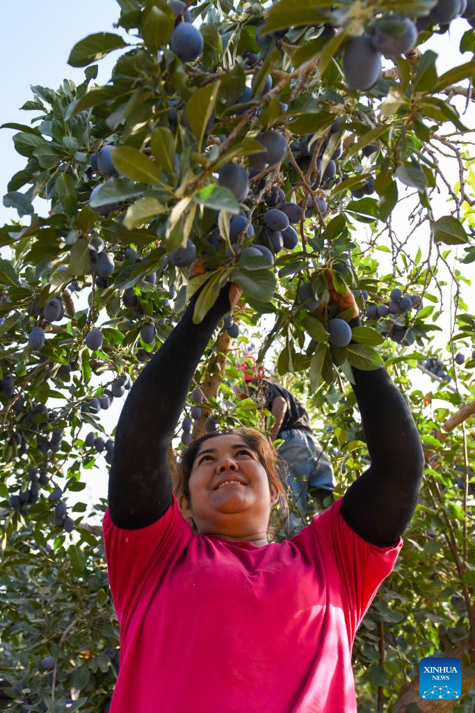 Plum cultivation industry drives economy in Payzawat County, Xinjiang