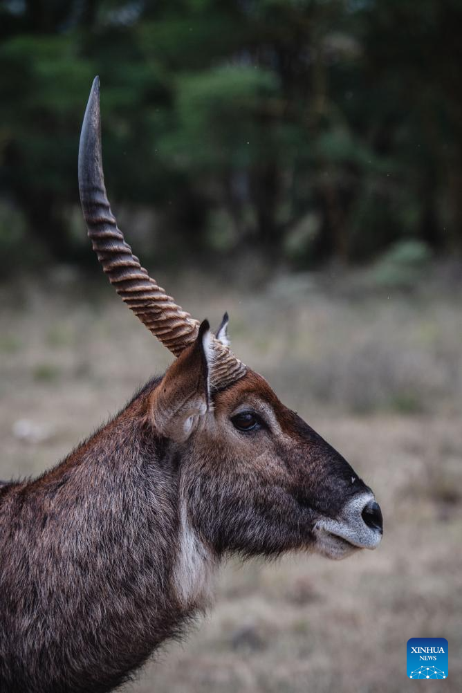 In pics: wildlife at Lake Nakuru National Park in Kenya