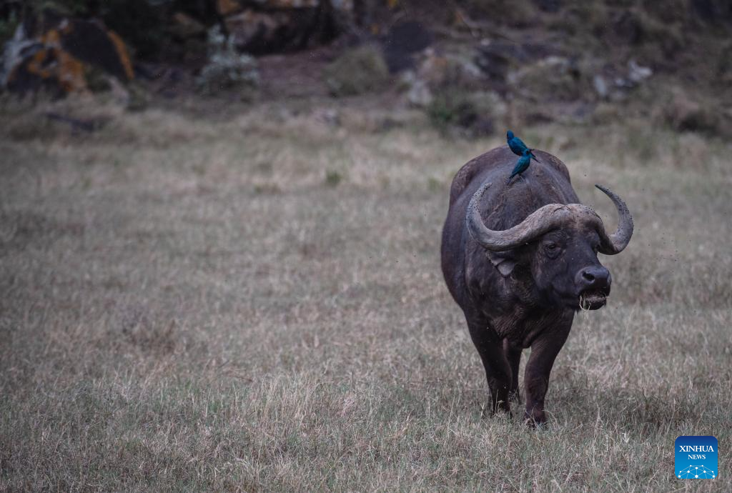 In pics: wildlife at Lake Nakuru National Park in Kenya