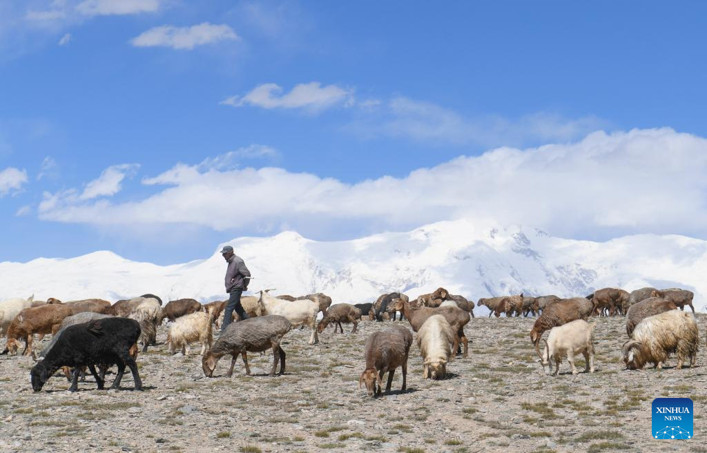 Sheepherder and sheepdogs herd sheep on Pamir Plateau, Xinjiang