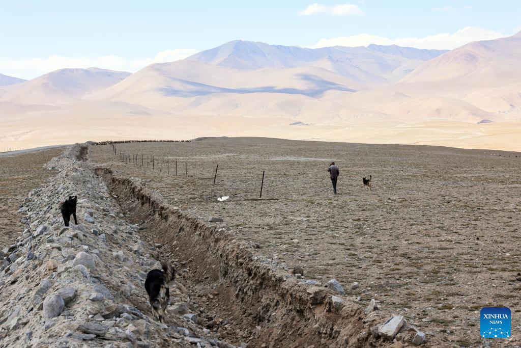 Sheepherder and sheepdogs herd sheep on Pamir Plateau, Xinjiang