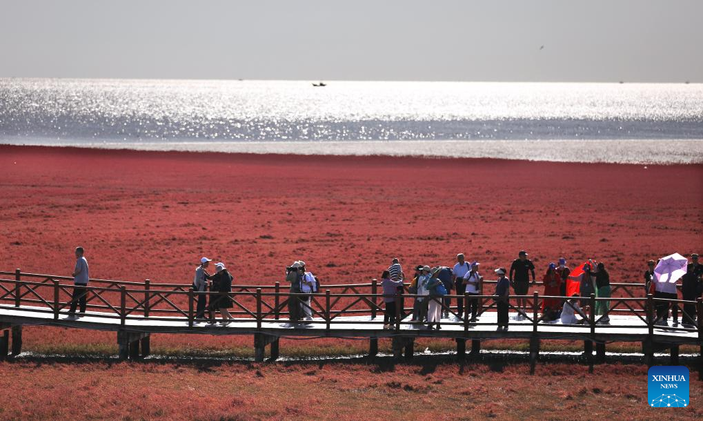 Honghaitan red beach in NE China's Panjin attracts tourists for unique landscapes