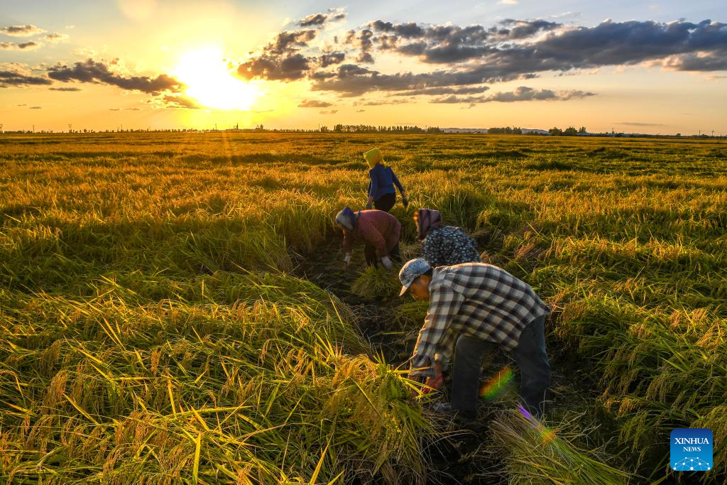 Wanchang Town in NE China's Jilin embraces harvest season of paddy rice