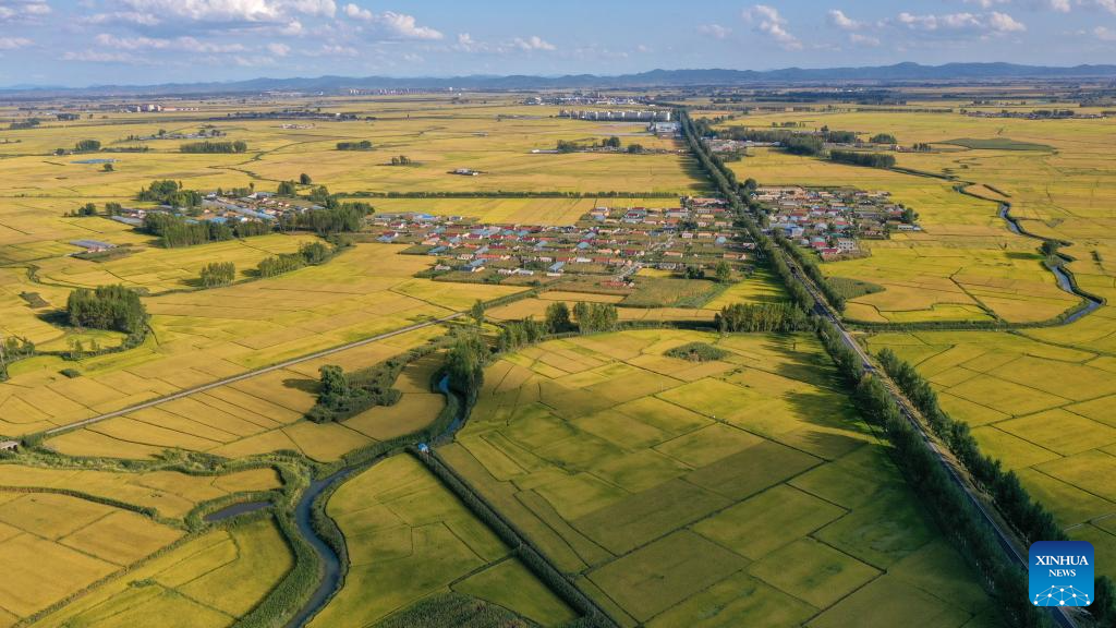 Wanchang Town in NE China's Jilin embraces harvest season of paddy rice