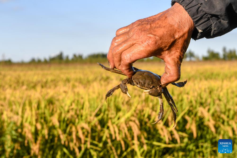 Wanchang Town in NE China's Jilin embraces harvest season of paddy rice
