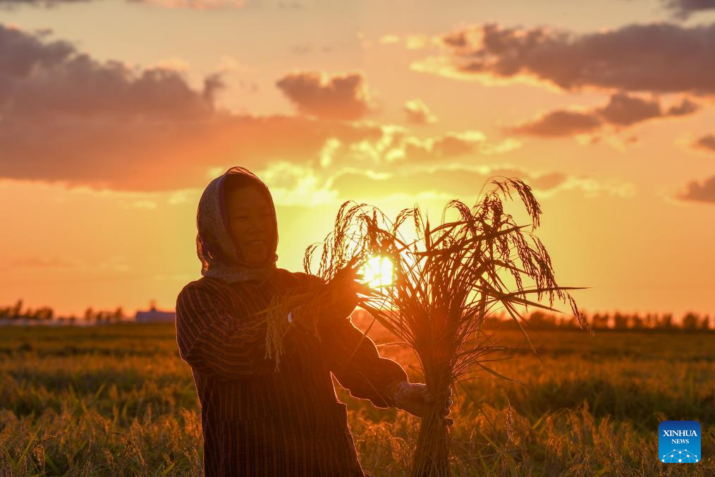 Wanchang Town in NE China's Jilin embraces harvest season of paddy rice
