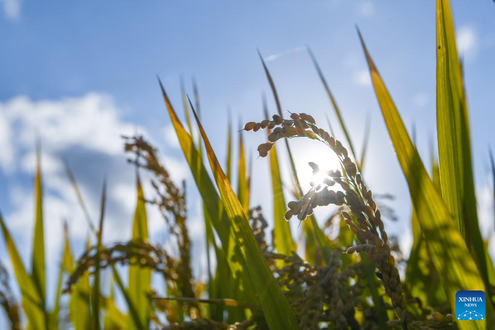 Wanchang Town in NE China's Jilin embraces harvest season of paddy rice