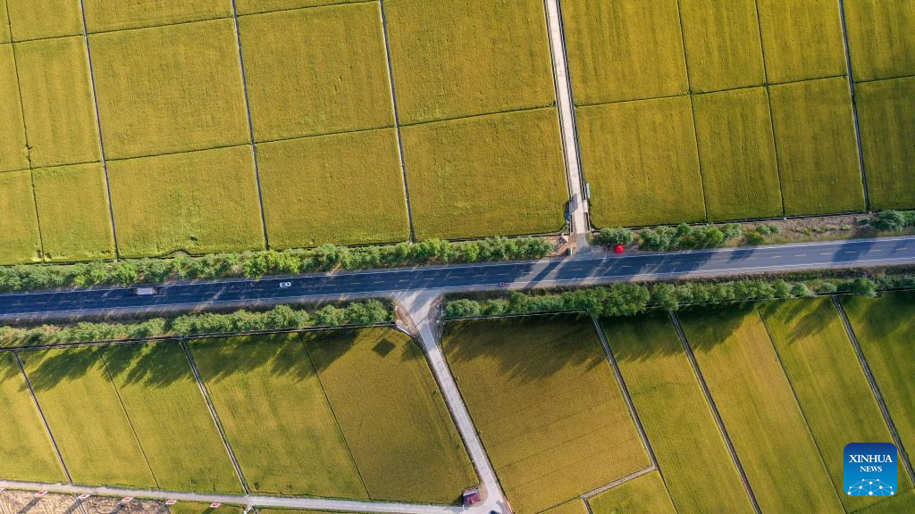 Wanchang Town in NE China's Jilin embraces harvest season of paddy rice
