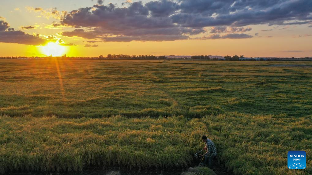 Wanchang Town in NE China's Jilin embraces harvest season of paddy rice