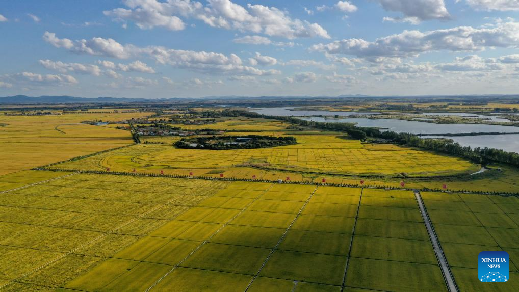 Wanchang Town in NE China's Jilin embraces harvest season of paddy rice