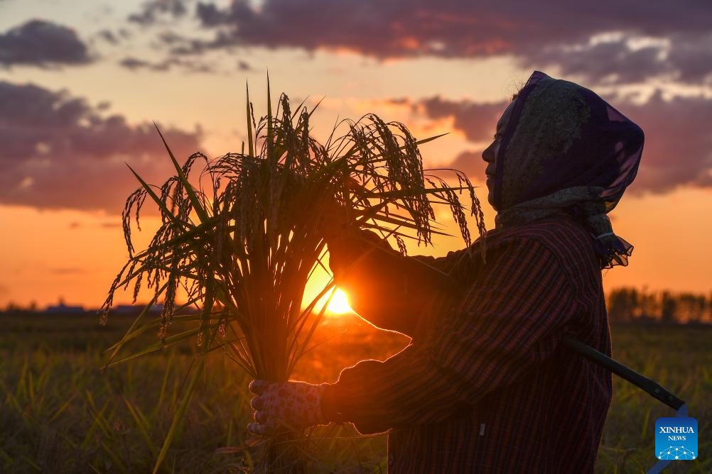 Wanchang Town in NE China's Jilin embraces harvest season of paddy rice